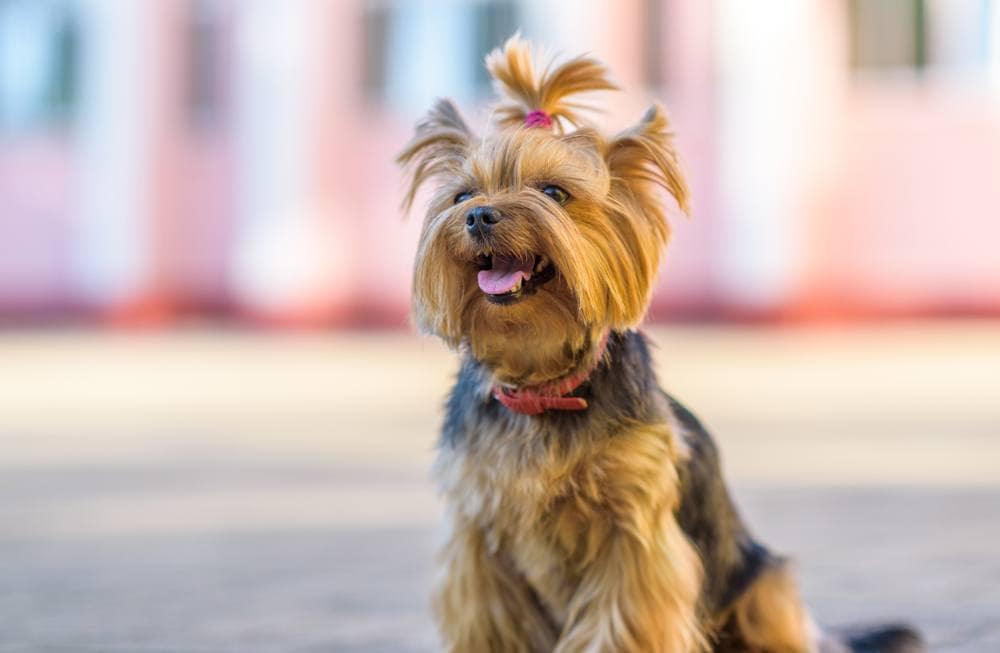 teacup yorkie with top knot pony tail