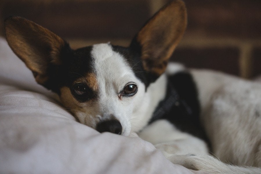 Portrait of tired a papijack_collins photography uk_shutterstock