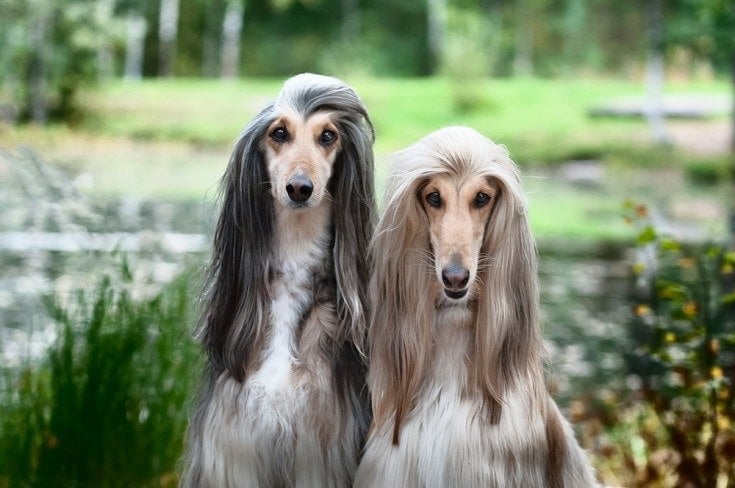 Which dog breed is prettiest?