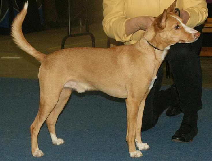Portuguese Podengo in a dog show