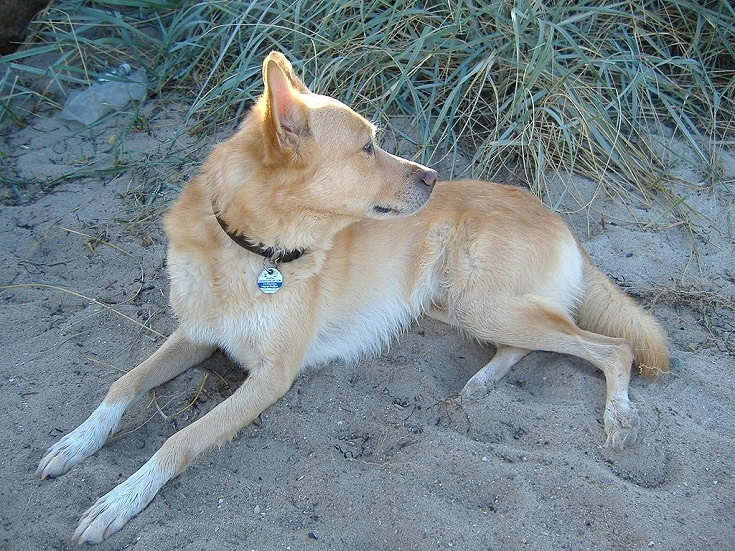Portuguese Podengo on sand