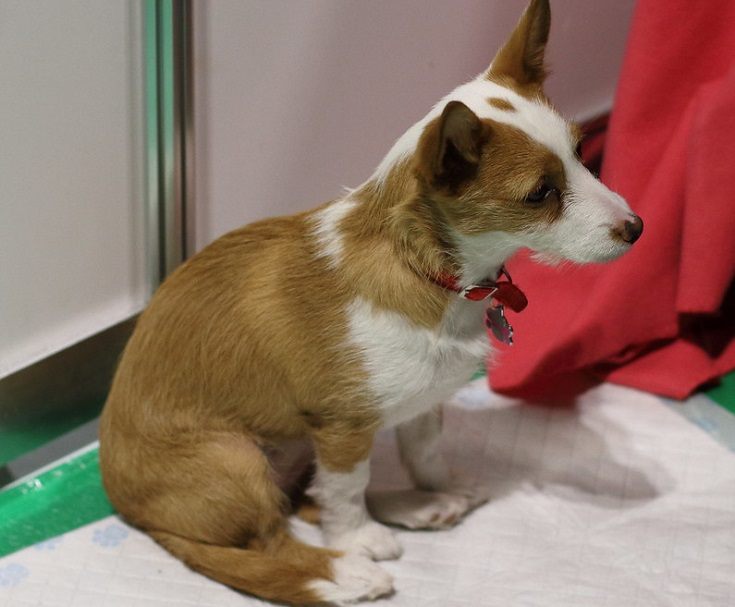 Portuguese Podengo sitting