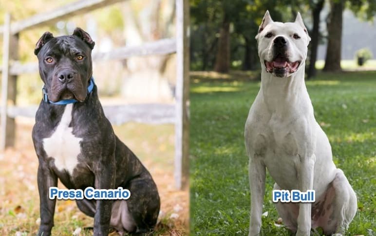 Presa Canario vs Pit Bull
