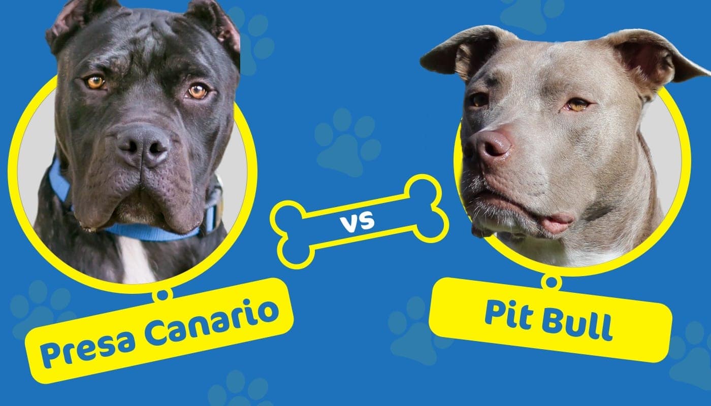 Presa Canario vs Pit Bull