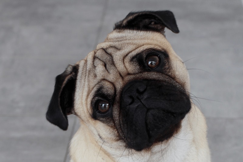 Pug