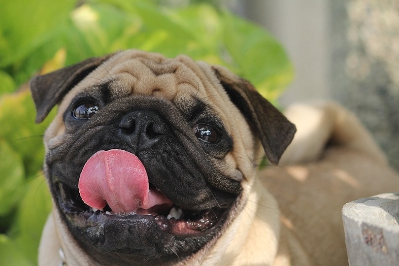 Pug