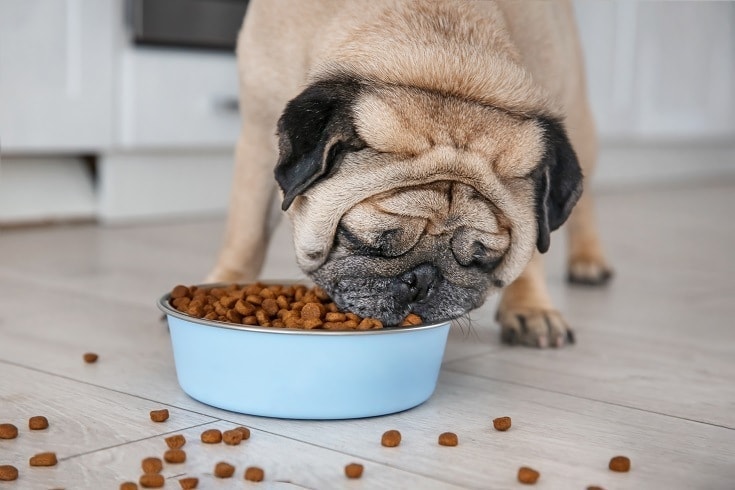 Healthy snacks for pugs top