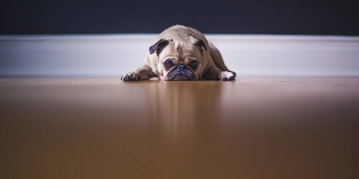 Pug Might Choke