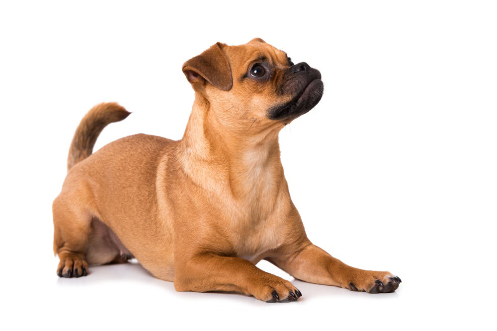 Pug x hot sale shiba inu