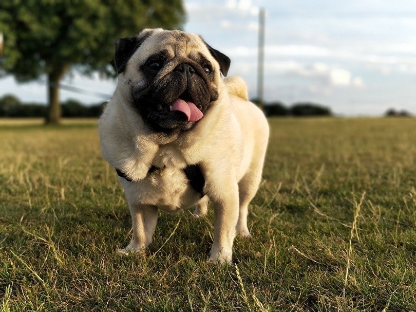 How Big Do Pugs Get Average Size Growth Chart Hepper