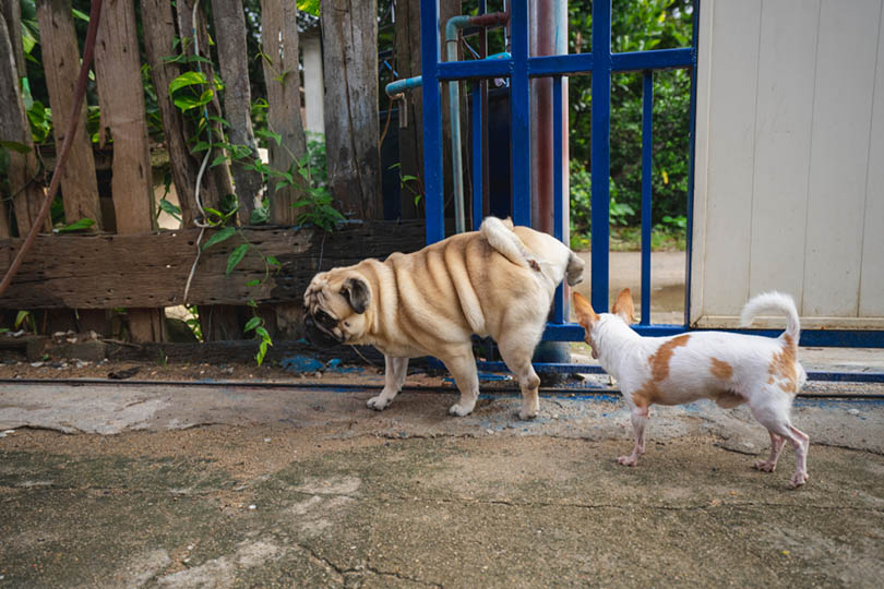 Pug dog peeing on fence