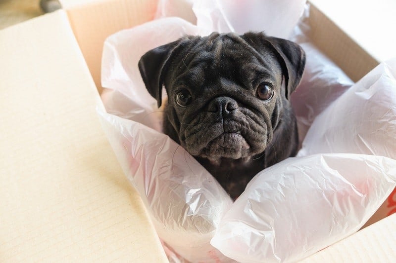 Pug dog playing with plastic bubble in the box_ezzolo_shutterstock