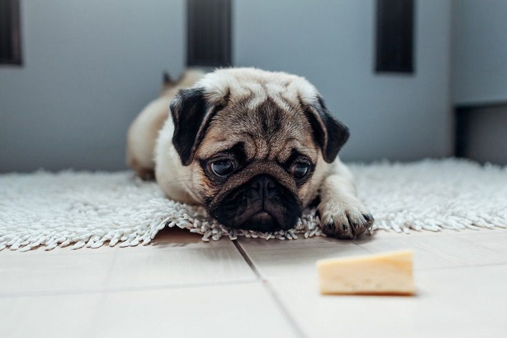 Pug dog waiting for a permission to eat cheese_mariia boiko_shutterstock