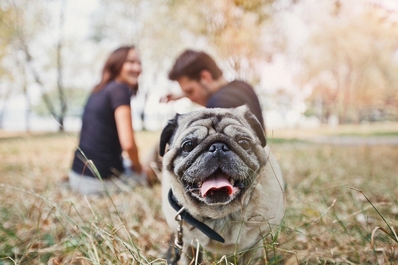 Pug dog walk in the park