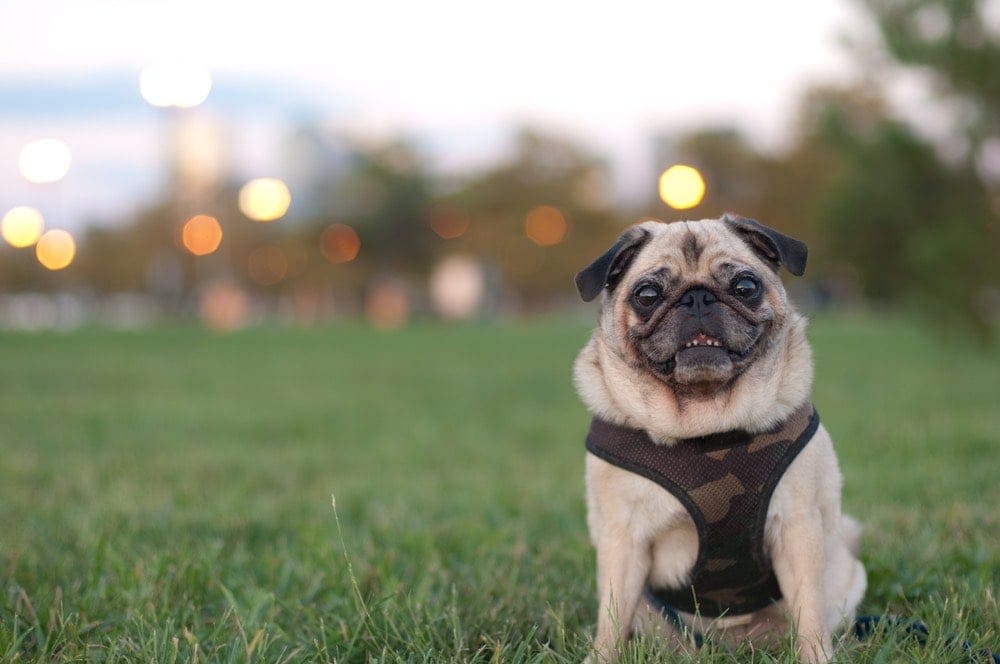 Pug in harness