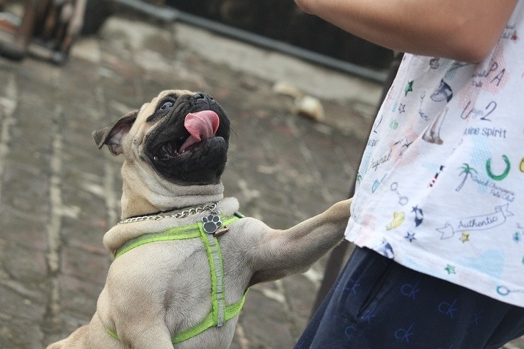 Pug jumping
