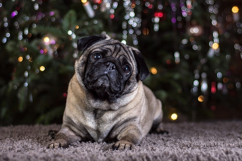 Pug lying on the ground