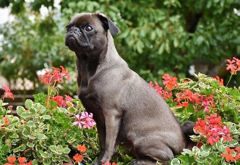 Pug on a flower bed