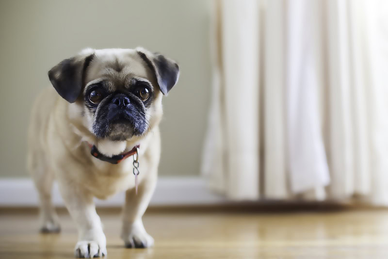 Puginese mixed breed dog