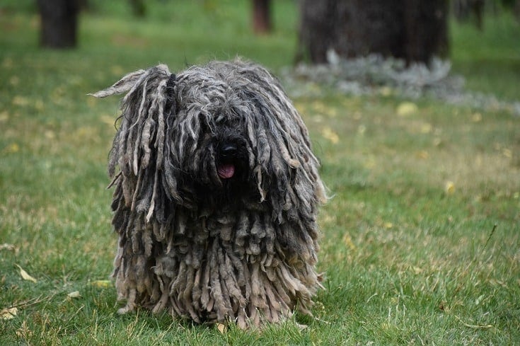 Puli Dog