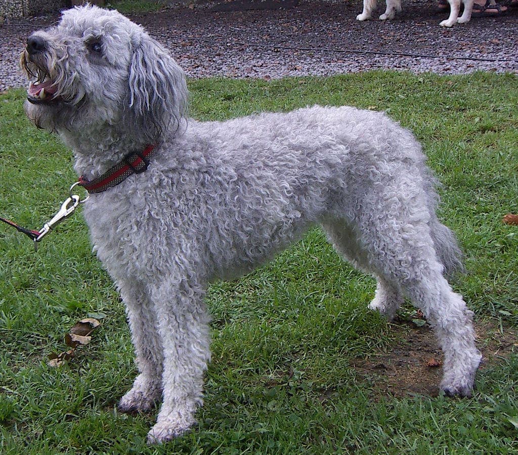 Pumi Gray
