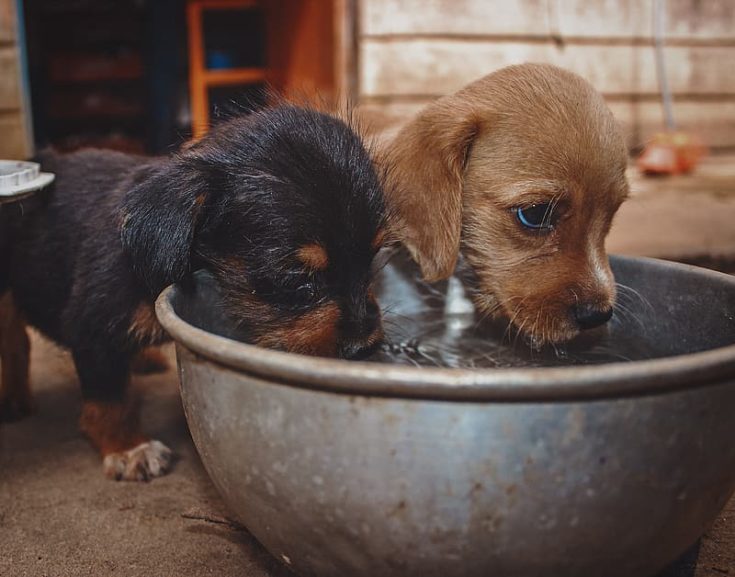 Puppies water bowl