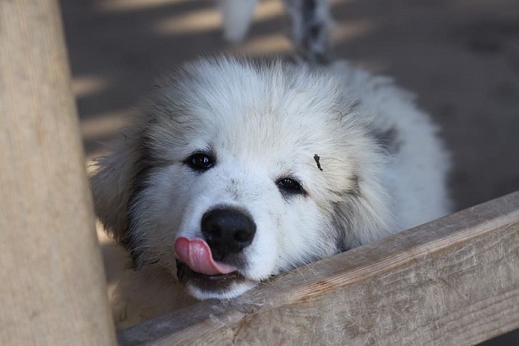 Puppy Great Pyrenees