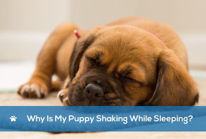 Why Is My Puppy Shaking While Sleeping What You Need To Know Hepper