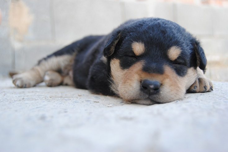 Puppy asleep