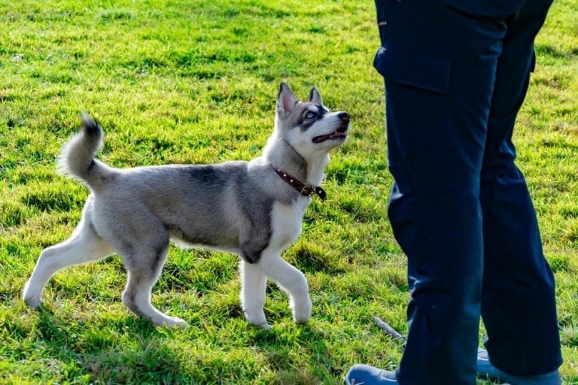 How to Potty Train a Husky 8 Quick Easy Steps Hepper