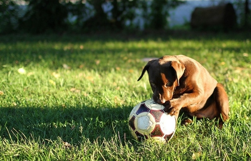 Puppy playing