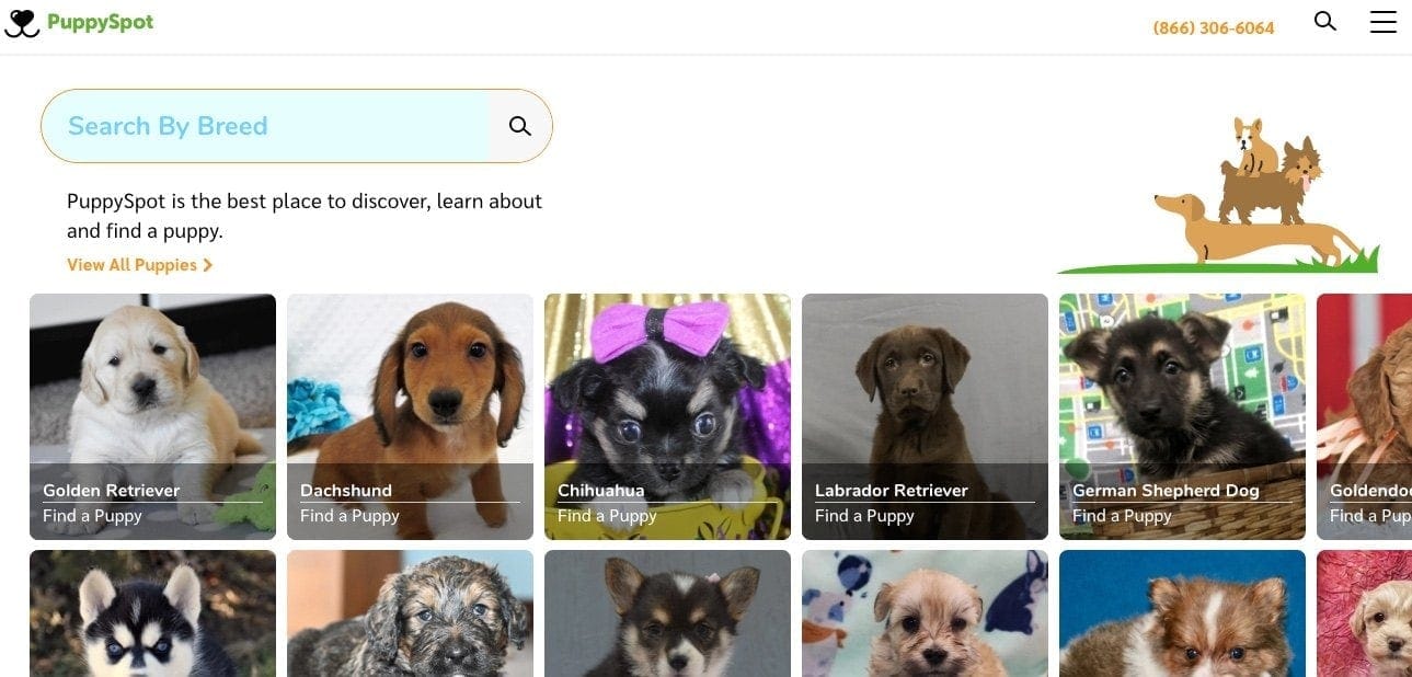 How To Sell Puppies Online – Top Platforms And Selling Tips!