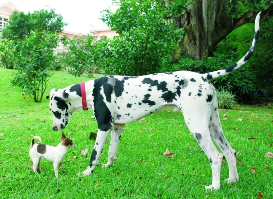 Purebreed chihuahua puppy and a great dane sniffing each other_pixshots_Shutterstock