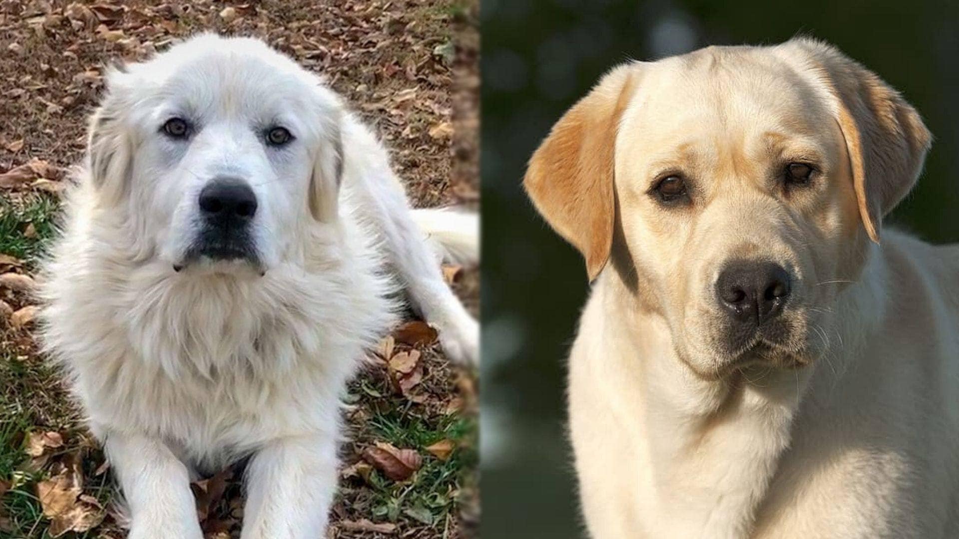 Pyrador - Labrador and Great Pyrenees dog mix