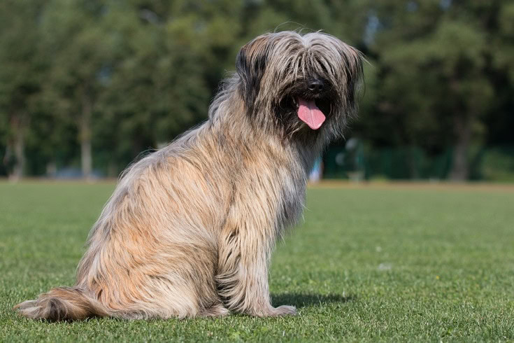 Pyrenean Shepherd