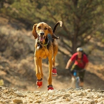 A happy dog that's hiking