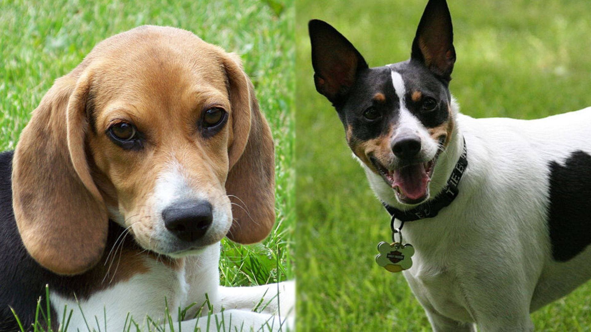Raggle - Rat Terrier and Beagle dog mix