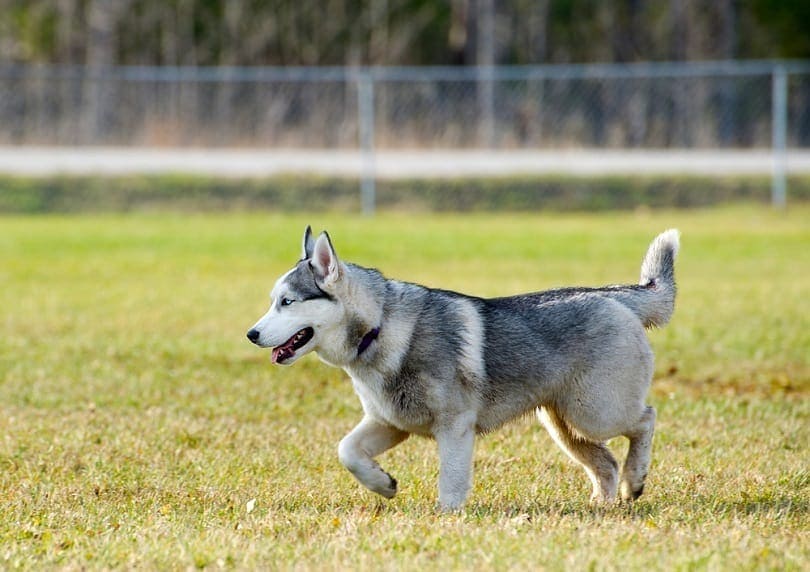 Rare miniature Siberian husky_KellyNelson_shutterstock