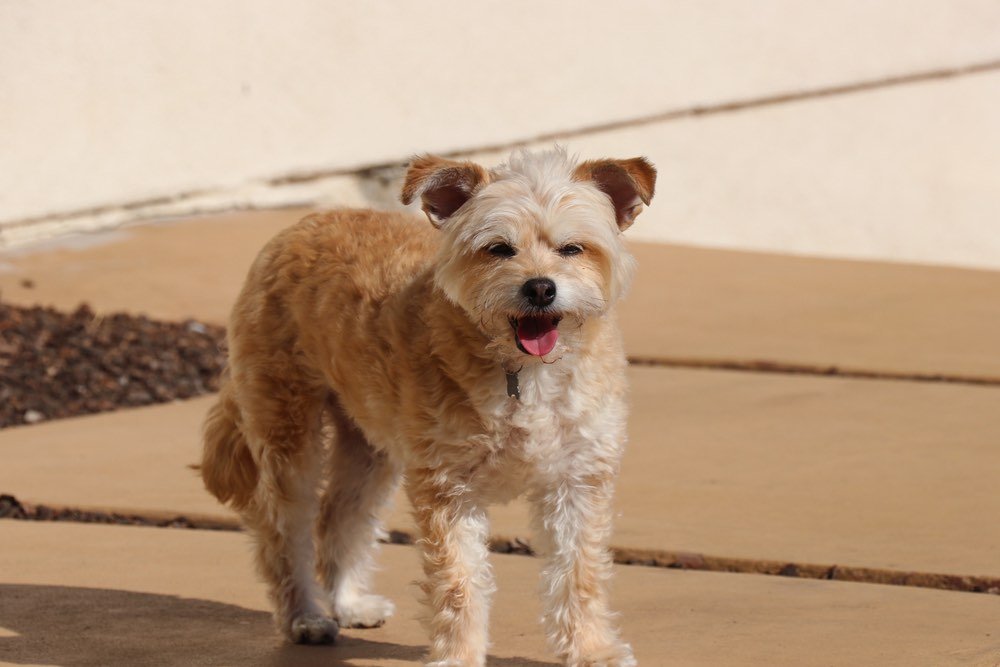 Ratese Maltese American Rat Terrier Mix