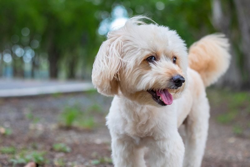 Poodle and deals terrier mix