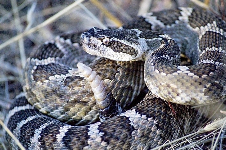 Do Cats Hunt & Eat Snakes? Everything You Need to Know! | Hepper Do Cats Hunt & Eat Snakes? Everything You Need to Know! | Hepper