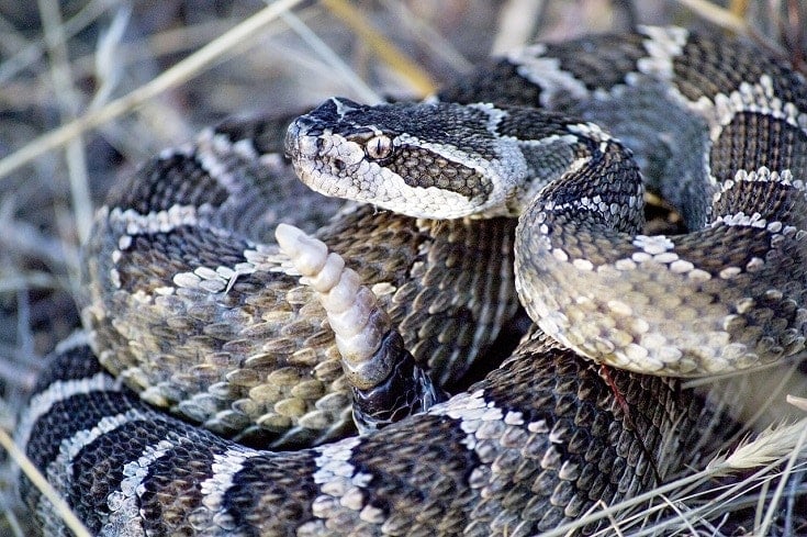 RattleSnake