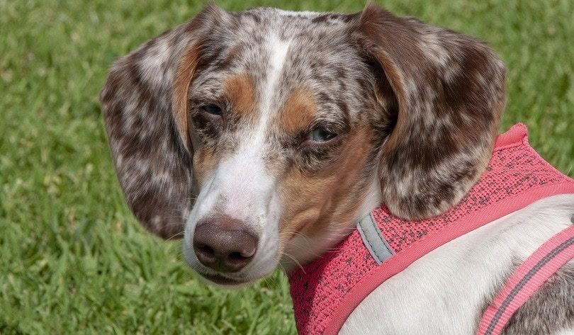 Red Dapple Dachshund Dog Breed