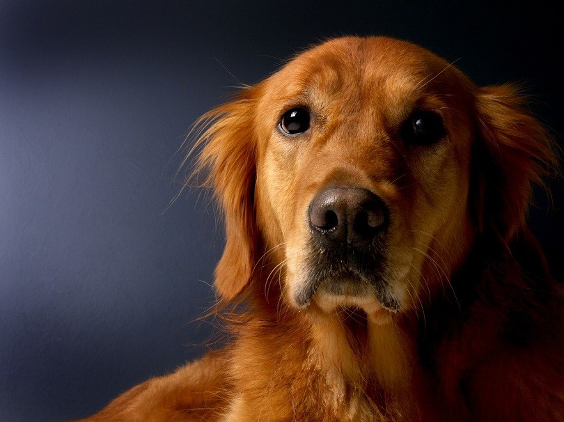 Red Golden Retriever face