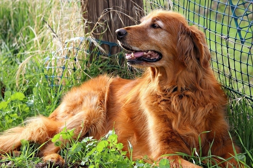 Red Golden Retrievers