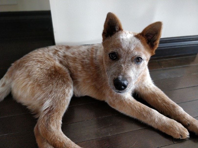 Red Heeler Breed Info Pictures Traits Facts Hepper Red Heeler Breed Info Pictures Traits Facts Hepper
