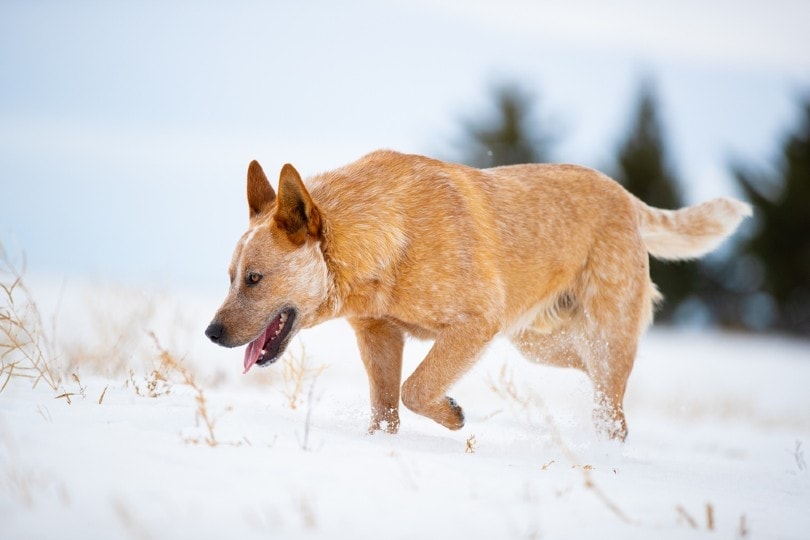 are red heelers small breed dogs