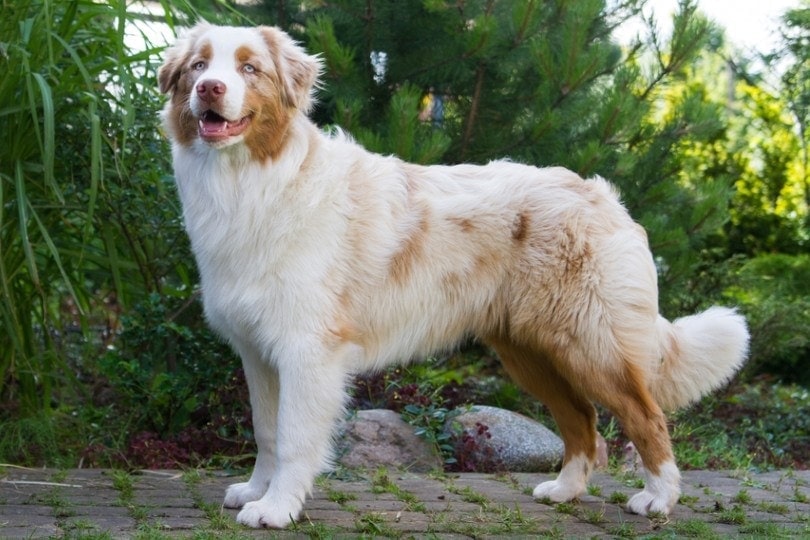 Red Merle Australian Shepherd: Info, Pictures, Facts & Traits - Hepper