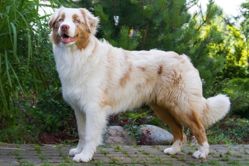 Rose Skuldre på skuldrene Måne Red Merle Australian Shepherd: Info, Pictures, Facts & Traits | Hepper