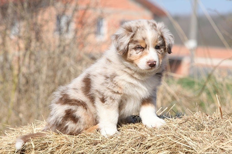 Mini Aussie Colors - Merle, Solid-Colored & More!